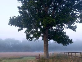 Early morning mist.