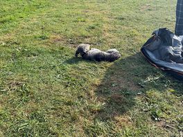 Dog relaxing