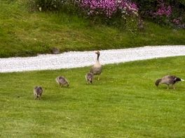 Resident geese