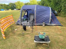 My little set up with harold the affenpinscher