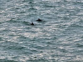 Dolphins