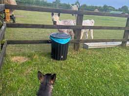Pup loved alpacas
