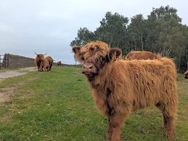 Nearby coo