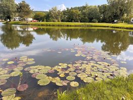 Water lilies