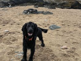 Lots of places to run when you are a small black dog