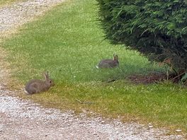 Campsite bunnies!