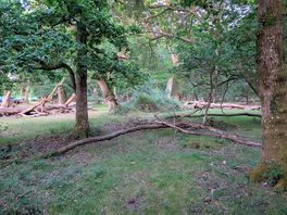 Beautiful wooda around the campsite