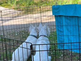 Our dogs were welcomed and loved the freedom