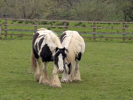 Neigh-bours