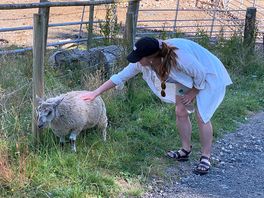 Farm animals