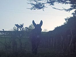 Farm donkeys
