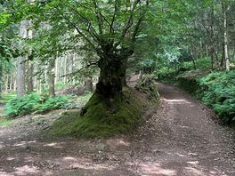 One of many paths