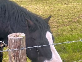 Amazing, i love horse.