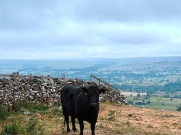 Cow