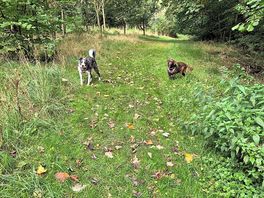 Lovely walk though the woodland