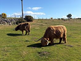 Highland cows