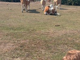 Great wildlife encounters