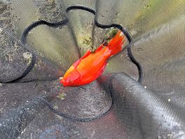 Goldfish