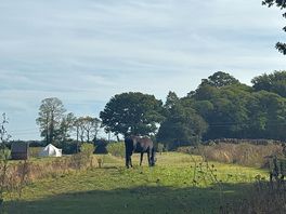 Woke up to a beautiful horse grazing next door!