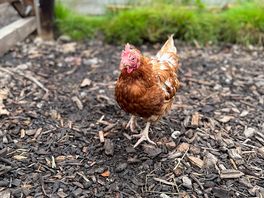 Chickens