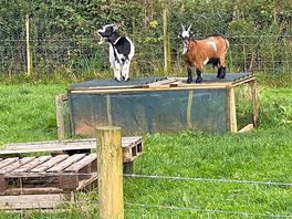 Some of the animals you will meet.