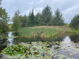 Pond