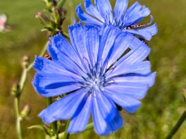 Chicory