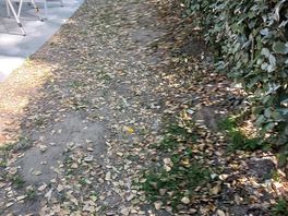 Terrain pas nettoyer feuilles de l année dernière