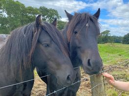 We had left our own horses at home, so it was nice to chat to these guys.