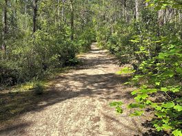 Walk through the forest to the beach