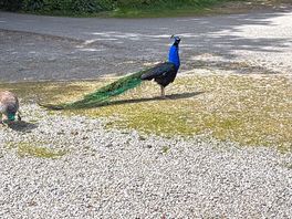 Peacock