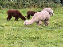 Alpacas