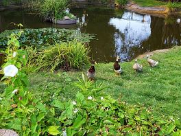 Duck pond