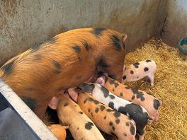 Lots of animals to see and the kids loved it