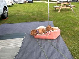 The dogs were very relaxed