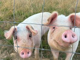 Pigs on site