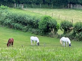 Horses