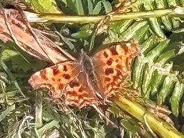 Beautiful butterflies to be found in the top field where you can walk your dogs