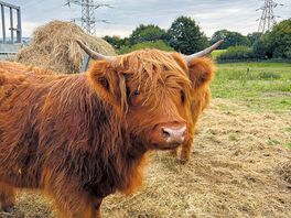 Gorgeous cows