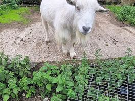 Goat