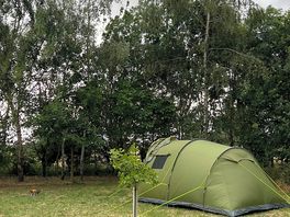 Camping in the trees