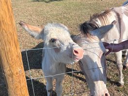 The cutest neighbours