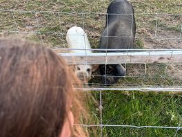 Pigs