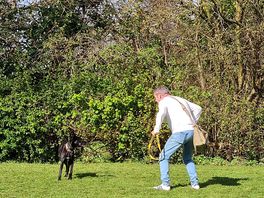Dog walk paddock