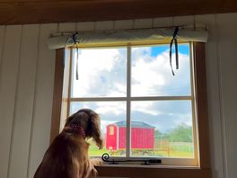 Our dog loving the view