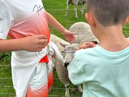 Sheep