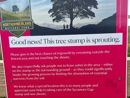 Sycamore gap