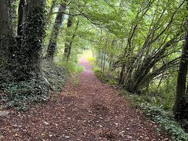 Woodland