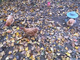 Chickens!!