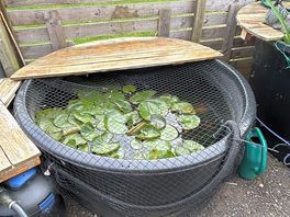 Lily pond